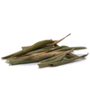 Olive Leaf (olea europaea)